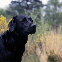 Picture of labrador head study