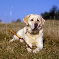 Picture of labrador holding stick between paws