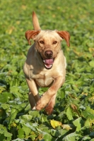 Picture of Labrador in field