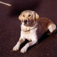 Picture of labrador in sharp light lying on tarmac