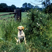 Picture of labrador in the countryside
