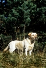 Picture of labrador in woodland