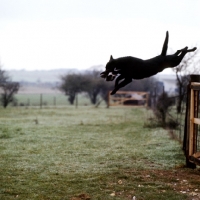 Picture of labrador jumping a fence carrying something in its mouth