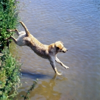 Picture of labrador jumping into water