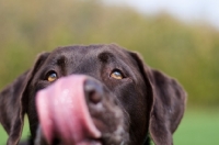 Picture of Labrador licking lips
