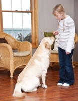 Picture of Labrador listening to girl