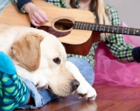 Picture of Labrador listening to guitar
