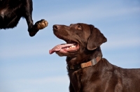 Picture of Labrador looking at another one jumping up