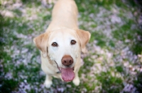 Picture of Labrador looking at camera