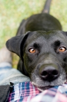 Picture of Labrador looking at owner