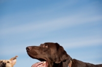 Picture of Labrador looking up