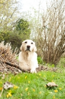Picture of Labrador lying down in garden with stick