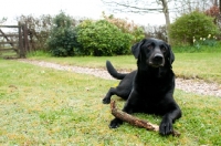 Picture of Labrador lying down in the garden with a big stick