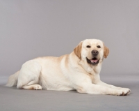 Picture of Labrador lying down on grey background