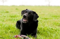 Picture of Labrador lying in down in field with rope toy