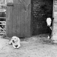 Picture of labrador lying outside stable with calf looking out