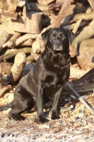 Picture of Labrador near logs