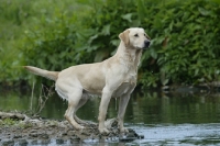 Picture of Labrador near river side