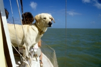 Picture of labrador on a yacht sailing off florida