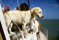 Picture of labrador on holiday sailing off florida
