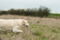Picture of Labrador on point and retrieve in long grass