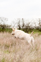 Picture of Labrador on retrieve in long grass
