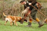 Picture of Labrador picking up on a pheasant shoot in uk