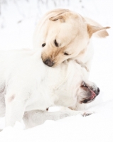 Picture of Labrador playing in snow