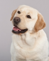Picture of Labrador portrait on grey background