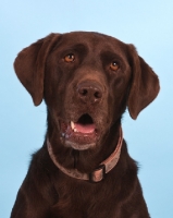 Picture of Labrador portrait on pastel background