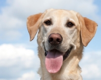 Picture of Labrador portrait