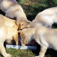 Picture of labrador puppies feeding from a dish together