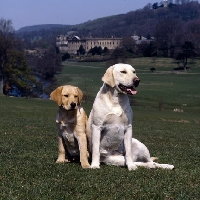 Picture of labrador puppy and bitch at chatsworth