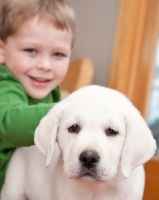 Picture of Labrador puppy and boy
