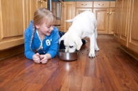 Picture of Labrador puppy eating in kitchen