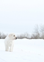 Picture of Labrador puppy in snow