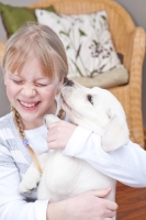 Picture of Labrador puppy licking girl