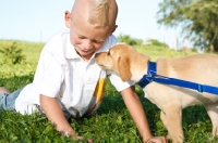 Picture of labrador puppy looking at boy