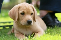 Picture of Labrador puppy lying down on grass