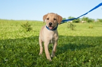 Picture of Labrador puppy on lead