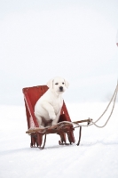 Picture of Labrador puppy on sleigh