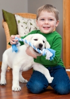 Picture of Labrador puppy with rope toy