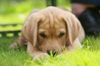 Picture of Labrador puppy