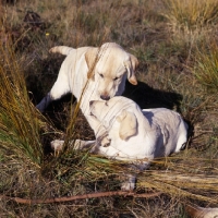 Picture of labrador pups looking at each other