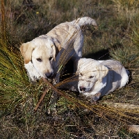 Picture of labrador pups lying and walking in grass