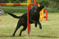 Picture of Labrador Retriever at event