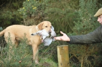 Picture of Labrador Retriever bringing back bird