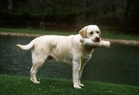 Picture of labrador retriever carrying a dummy