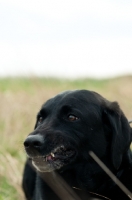 Picture of Labrador Retriever chewing on a stick, teeth showing.