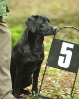 Picture of labrador retriever competing in working test